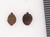 Pharnacia ponderosa Stål, 1877: copyright Paul D. Brock. eggs Pharnacia ponderosa (scale bar, 1mm). (Otu).