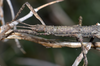 Niveaphasma annulatum (Hutton, 1898): copyright Paul D. Brock. Eyre Mts near Queenstown. (Otu).