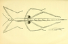 from original publication Bolívar, 1897. female Phasmotaenia sanchezi [type species]. Depicts Phasmotaenia Navas, 1907, an Otu.