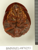 CollectionObject 1572870; d581ce2b-fd44-4d18-bd1c-f87591710697: Copyright Natural History Museum, London. Non-type (adult female) in BM(NH). Ventral view. (CollectionObject).
