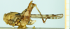 CollectionObject 1517952; de7ac767-d55d-4f90-a9ef-aaa69edfbf35: male, lateral view (holotype). (CollectionObject).