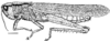 Aleuas albinae Carbonell, 2008: Fig. 3. female habitus (Uruguay, Dept0 Florida, Casupá, length 60.2 mm, scale bar 5 mm). (Otu).