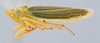 Habitus, lateral view: (Observation).