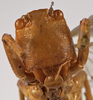 CollectionObject 1534498; 59734325-e8ef-4de4-8b8d-22b1f64be4ac: female face (holotype). (CollectionObject).