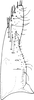 Subgenital plate: !! display not done !! on Diceratalebra interrogata (Knull, 1940): Subgenital plate. (Observation).