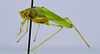 CollectionObject 1544492; UNCB ICN-MHN ORT 00888, 35302660-300a-4e71-97cc-a66843874a47: male, body lateral view (holotype). (CollectionObject).