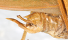 CollectionObject 1576501; NMW 17180, e5e2f53e-3acc-4498-8166-4f0c0ab6ddc9: male abdomen tip, lateral view. (CollectionObject).
