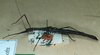 CollectionObject 1561271; 19525319-3733-47fa-ac7f-f5c3d7e16a57: copyright MNHU. female, lateral view (holotype). (CollectionObject).
