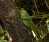 Mimoscudderia picta Carl, 1914: male, lateral view. (Otu).