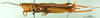 CollectionObject 1502206; 45c5d091-0a41-44af-af3c-41ac740d4d87: female, lateral view (paratype). (CollectionObject).
