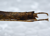 CollectionObject 1575936; 25ee4bb5-975f-4f80-953c-cf109705edfb: copyright SPM, Kinabalu. female: end of abdomen, lateral view (holotype). (CollectionObject).