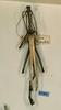 CollectionObject 1558812; d55bf420-b728-4f51-ac65-3aa2206a86e3: copyright CUMZ, Cambridge. male (syntype). (CollectionObject).;CollectionObject 1558813; 49704ac7-286a-4516-a3eb-2662b0db8d0f: copyright CUMZ, Cambridge. male (syntype). (CollectionObject).