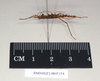 Ommatopseudes harmani (Brock, 1995): copyright Natural History Museum, London. male, lateral view (paratype). (Otu).
