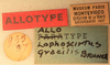 CollectionObject 1584234; c8549a0f-f976-4585-905c-9c01ed767e42: labels (neoallotype). (CollectionObject).