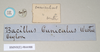 CollectionObject 1558214; NHMUK(SF IMPORT DUPLICATE) 844988, 59a99543-1f66-4225-b795-7462af053b1c: copyright Natural History Museum, London. female, data labels of Bacillus cuniculus (syntype). (CollectionObject).