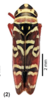 Habitus, dorsal view on Agrosoma akenalis Medler, 1960: (Observation).