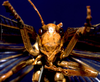 CollectionObject 1516628; 9b129325-084c-4164-a206-583185a5bf33: male, frontal view (holotype). (CollectionObject).