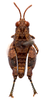 CollectionObject 2627945; CNMS 4677, CNMS 4677, 227de8a2-4f92-43ab-9fb1-280a6524d91e: dorsal view. male (paratype). (CollectionObject).