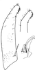 Subgenital plate, ventral view on Shamala (Mahmoba) prospecta Dworakowska, 1982: Subgenital plate. (Observation).
