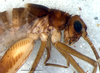 CollectionObject 1527813; b26a1499-e5e4-42e1-9515-8e7742e917e0: male, head and thorax, lateral view (holotype). (CollectionObject).
