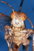 CollectionObject 1505371; bb6e7dbb-0a04-428e-8c6f-3803ae6de608: holotype. male, frons. (CollectionObject).