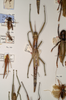 CollectionObject 1562858; 38d4d552-3136-4e0b-9115-112e2590d4e2: copyright OXUM. Synonym Megacrania bakeri female (paratype). (CollectionObject).;CollectionObject 1562859; b118c06a-cab4-41dd-b7cf-015d9e64251c: copyright OXUM. Synonym Megacrania bakeri female (paratype). (CollectionObject).
