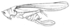 Oxylakis (Oxylakis) punctipennis Redtenbacher, 1891: Pl. IV. Fig. 60. female (pronotum length 6 mm, tegmina 31 mm, ovipositor 9.7 mm). (Otu).