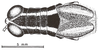 Digamacris amoena (Stål, 1878): Fig. 5. male, head, pronotum and tegmina, dorsal view. (Otu).