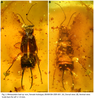 Metaxylabis baii Peng, Engel, Zhuo & Nel, 2025: (Otu).