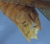 CollectionObject 1521935; 6c50c7e0-7723-4488-89b1-375e1288870e: male cerci (holotype). (CollectionObject).