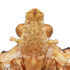 Head on Atracodes fasciculosus maculosus (Metcalf & Bruner, 1948): (Observation).
