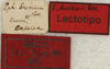 CollectionObject 1534988; 30df46e2-29fd-4d40-b9c1-7ccc84be9c3f: labels (lectotype of Ephippiger durieuii). (CollectionObject).