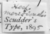 CollectionObject 1533420; 0cd5b85f-edd9-4030-8c46-2a7c41240ec9: Image Carbonell, C.S. label (lectotype of Hesperotettix meridionalis). (CollectionObject).
