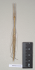 CollectionObject 1563638; 9f284ec7-ccac-4220-bede-420490ac9d70: copyright Natural History Museum, London. female (paratype). (CollectionObject).;CollectionObject 1563639; 216175cd-99bb-41d3-9189-391bfdcf5464: copyright Natural History Museum, London. female (paratype). (CollectionObject).