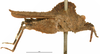 CollectionObject 1521869; OUM 686, f4621b79-b2c1-473a-a870-b1f76cd2582f: female, lateral view (holotype). (CollectionObject).