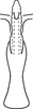 Aedeagus, ventral view: Aedeagus, ventral view. (Observation).