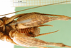 CollectionObject 1503128; 7f400fe4-a541-4e8b-b3e4-44a0856cbc02: male abdomen tip, ventral view (holotype). (CollectionObject).
