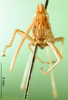 CollectionObject 1564464; 62542d73-d7bd-4829-b15e-0f380628bc11: male, frontal view (paralectotype of Atractomorpha madacassis). (CollectionObject).