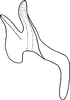 Aedeagus, lateral view: Aedeagus, lateral view. (Observation).