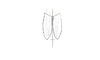 Leptomerinthoprora brevipennis Rehn, 1905: Fig. 1. male, outline of tegmina and of posterior margin of pronotum (Leptomerinthoprora occidentalis). (Otu).