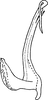 Aedeagus, lateral view: Aedeagus (R. variabilis Dwor.), lateral view. (Observation).