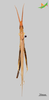 CollectionObject 2250047; Unioeste Cascavel K-1181, d5ed0d7f-b1de-4d1d-bcfc-026ca697abab: Male, dorsal view. (CollectionObject).