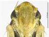 Head on Arboridia (Arboridia) paraprocessa Song & Li, 2013: (Observation).