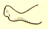 Mitricephala milleri Ramme, 1941: Fig. 2 D. male cercus. (Otu).