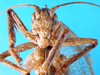 CollectionObject 1502554; 5225a78d-c180-47f9-bad5-8e462d24789e: male, frontal view. (CollectionObject).