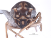 Head: !! display not done !! on Agallidwipa bispinosa Viraktamath & Gonçalves, 2013: (Observation).