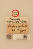 CollectionObject 1518058; a0984a49-3f62-4ded-8737-b068e4c69680, NHMUK015982120: labels (holotype). (CollectionObject).