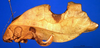 CollectionObject 1530854; f5fe5583-7ca2-43fa-9cdb-6d2a58efc4a0: female, lateral view (paratype). (CollectionObject).