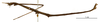 CollectionObject 1560914; 86784958-21d0-43b5-aa1a-ba2027c9d702: copyright MNHN, Paris. male, lateral view (holotype). (CollectionObject).