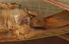 CollectionObject 1534737; 8fbba751-1bf9-4070-826f-8041bb01864b: female ovipositor (syntype). (CollectionObject).